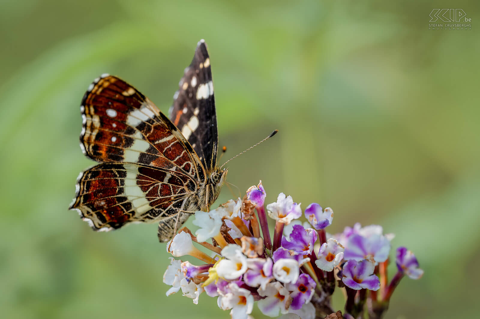 Insects - Map butterfly The map butterfly (Araschnia levana) is special because there are two forms. The first generation in spring is orange-red with black spots while the summer generation is black with a white band and red-orange stripes on the upper wing.  Stefan Cruysberghs